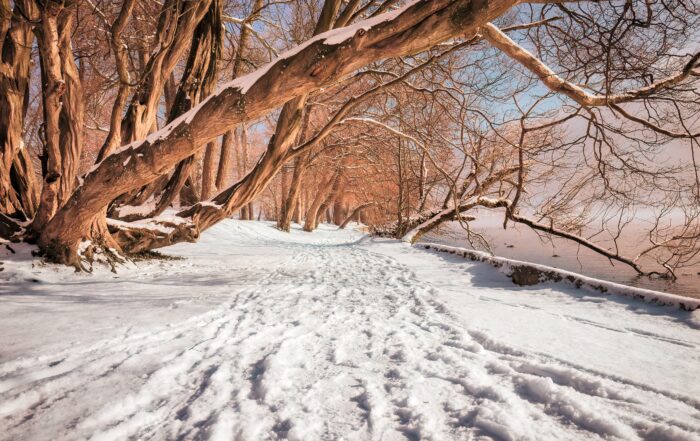 Snowy Winter Walk fundraiser